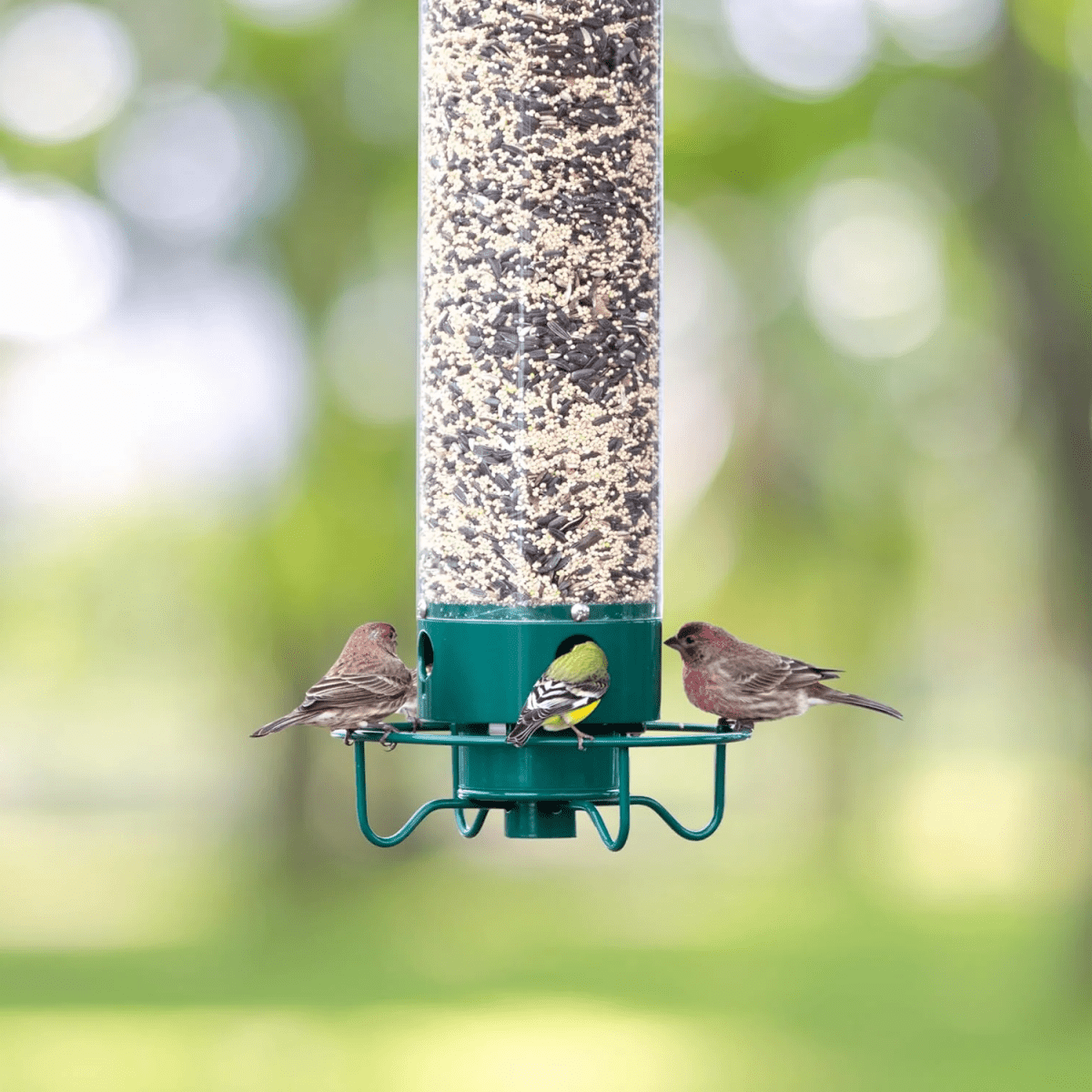 Squirrel-Proof Birdhouse with Rotating Perch and 4 Feeding Openings