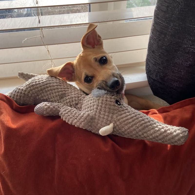 Durable Chew Toy for Small and Large Dogs