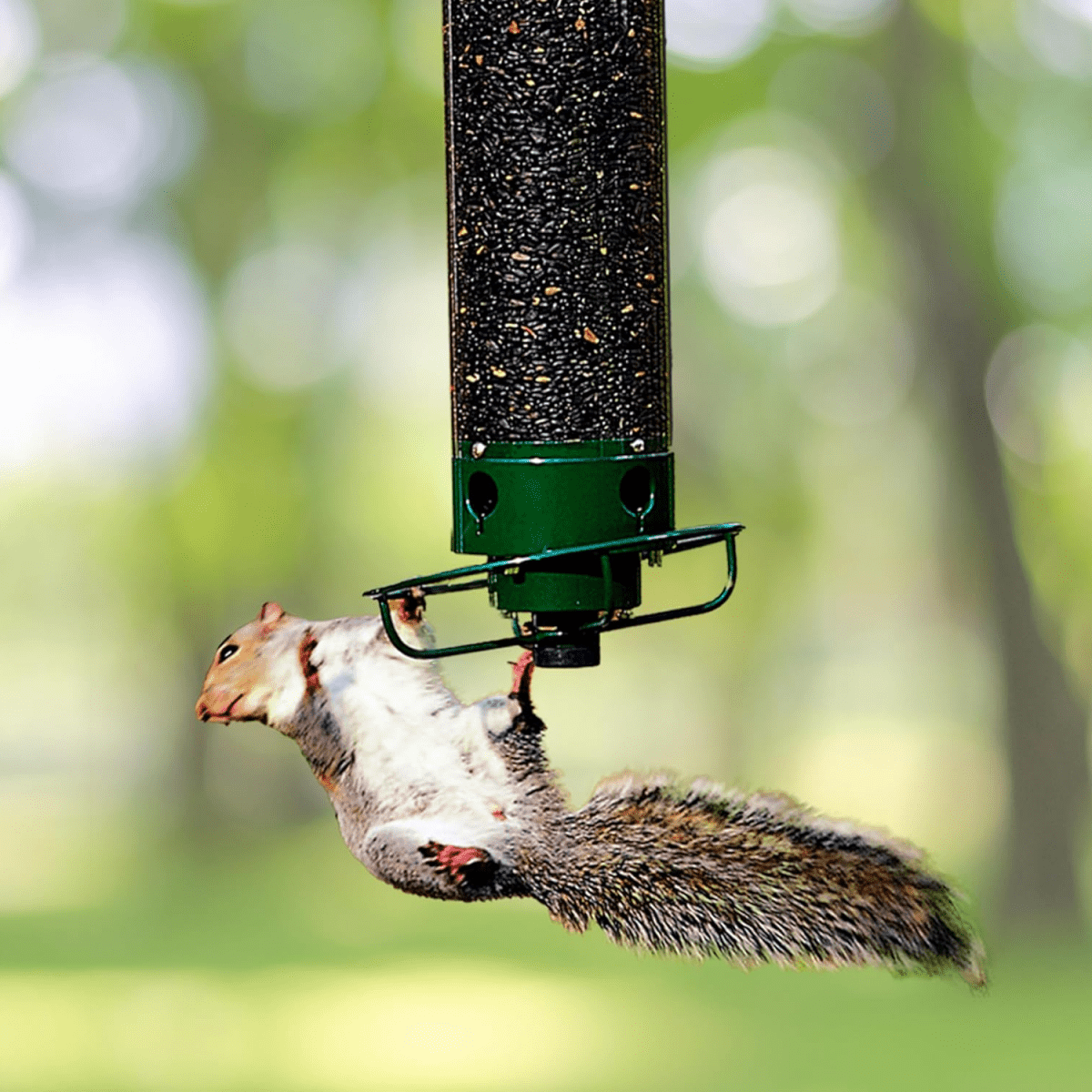Squirrel-Proof Birdhouse with Rotating Perch and 4 Feeding Openings